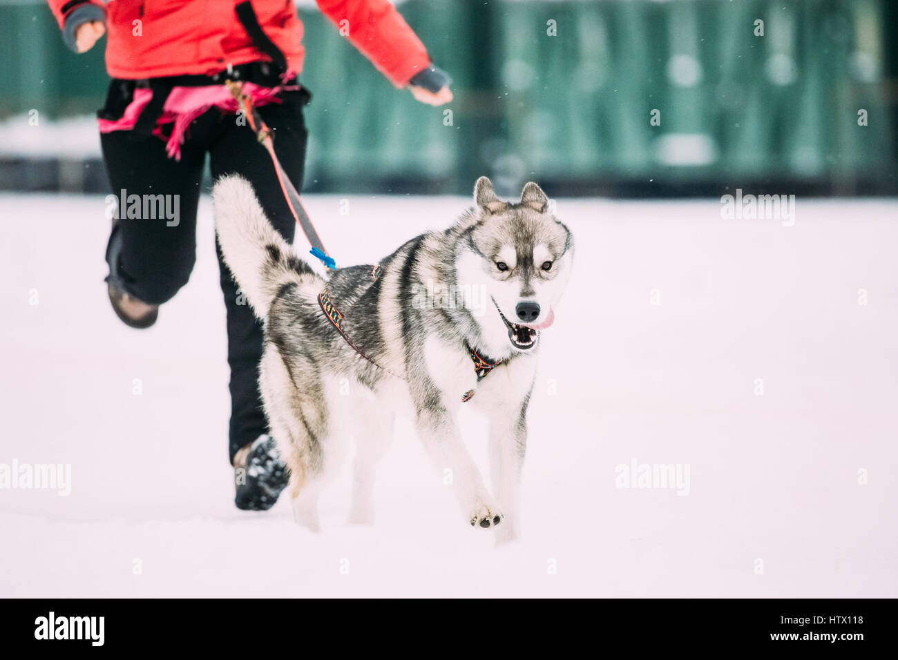 Giovane cane Husky corre davanti al suo proprietario in inverno in esecuzione della formazione. Cani Husky esegue la riproduzione all'aperto nella neve stagione invernale. Foto Stock