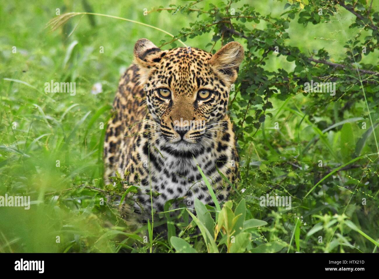 Baby leopard in la spazzola in Sud Africa Foto Stock