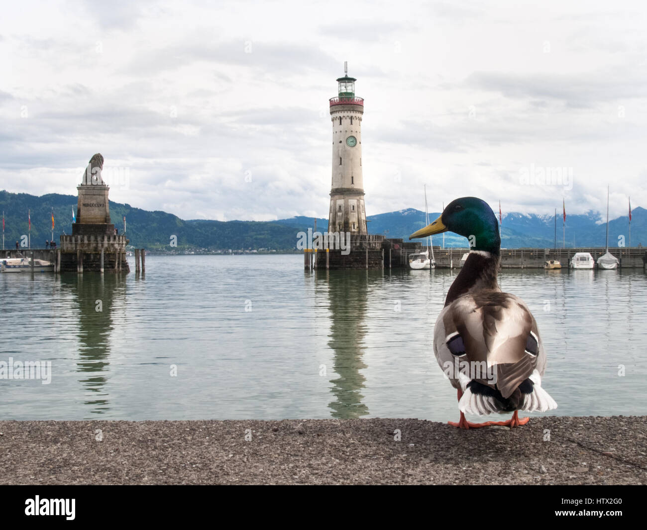 Lindau, Germania - 2 Maggio 2015: Anatra al porto di Lindau. In fondo è il tipico faro del porto di entrata. Foto Stock