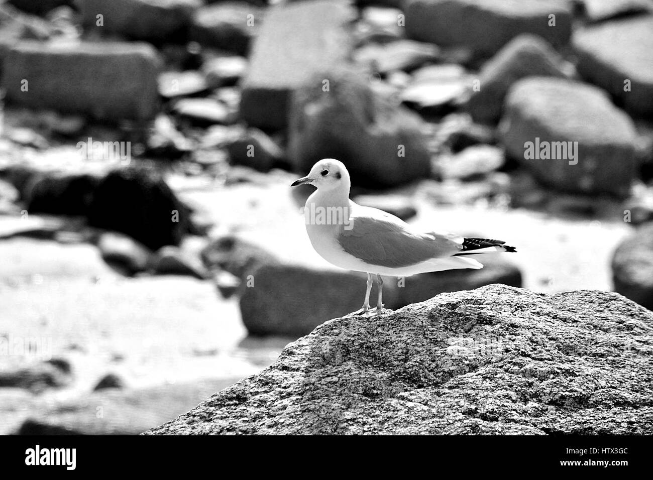 Mouette rieuse . Foto Stock