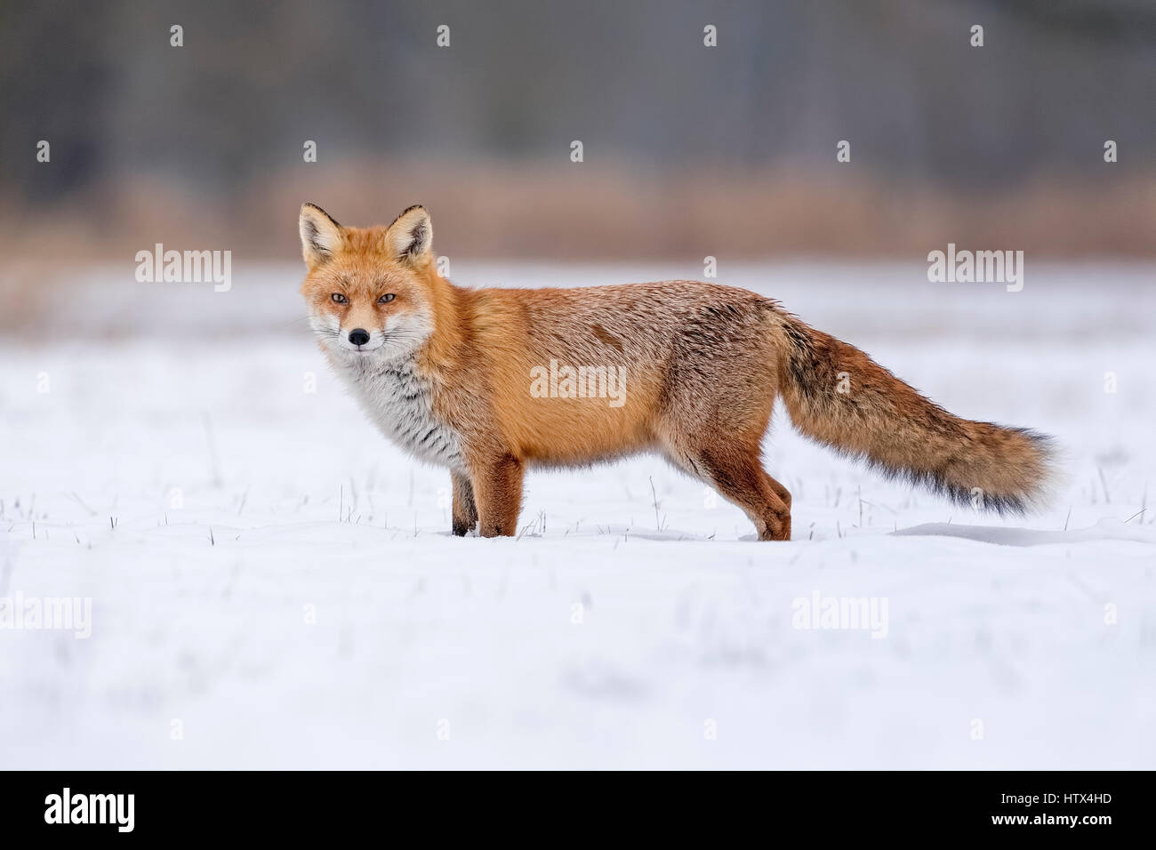 Red Fox (Vulpes vulpes vulpes) nella neve, il paesaggio invernale, stagione riproduttiva, Riserva della Biosfera dell'Elba centrale, Sassonia-Anhalt, Germania Foto Stock