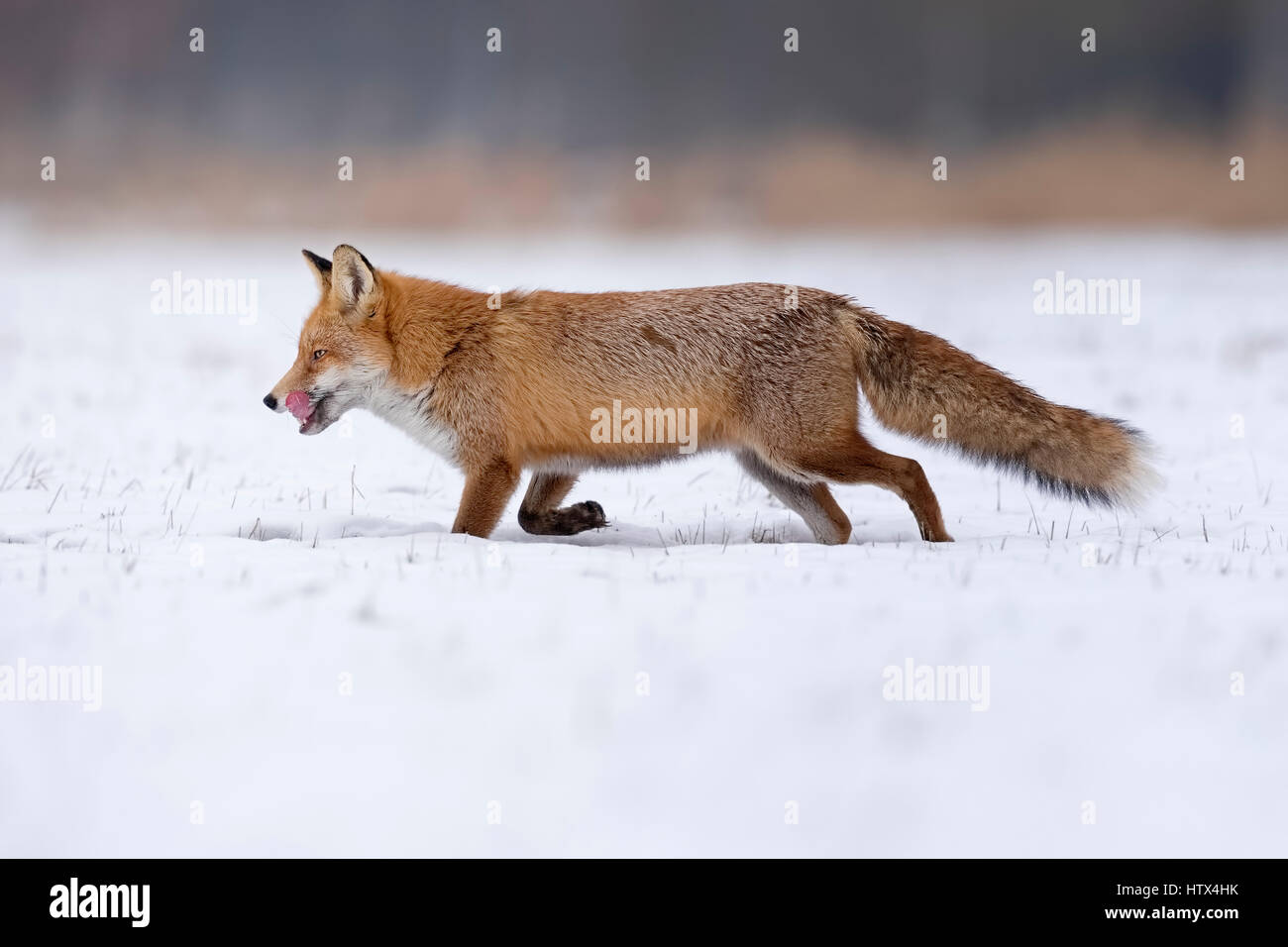 Red Fox (Vulpes vulpes vulpes) in esecuzione nella neve, il paesaggio invernale, stagione riproduttiva, Riserva della Biosfera dell'Elba centrale, Sassonia-Anhalt Foto Stock