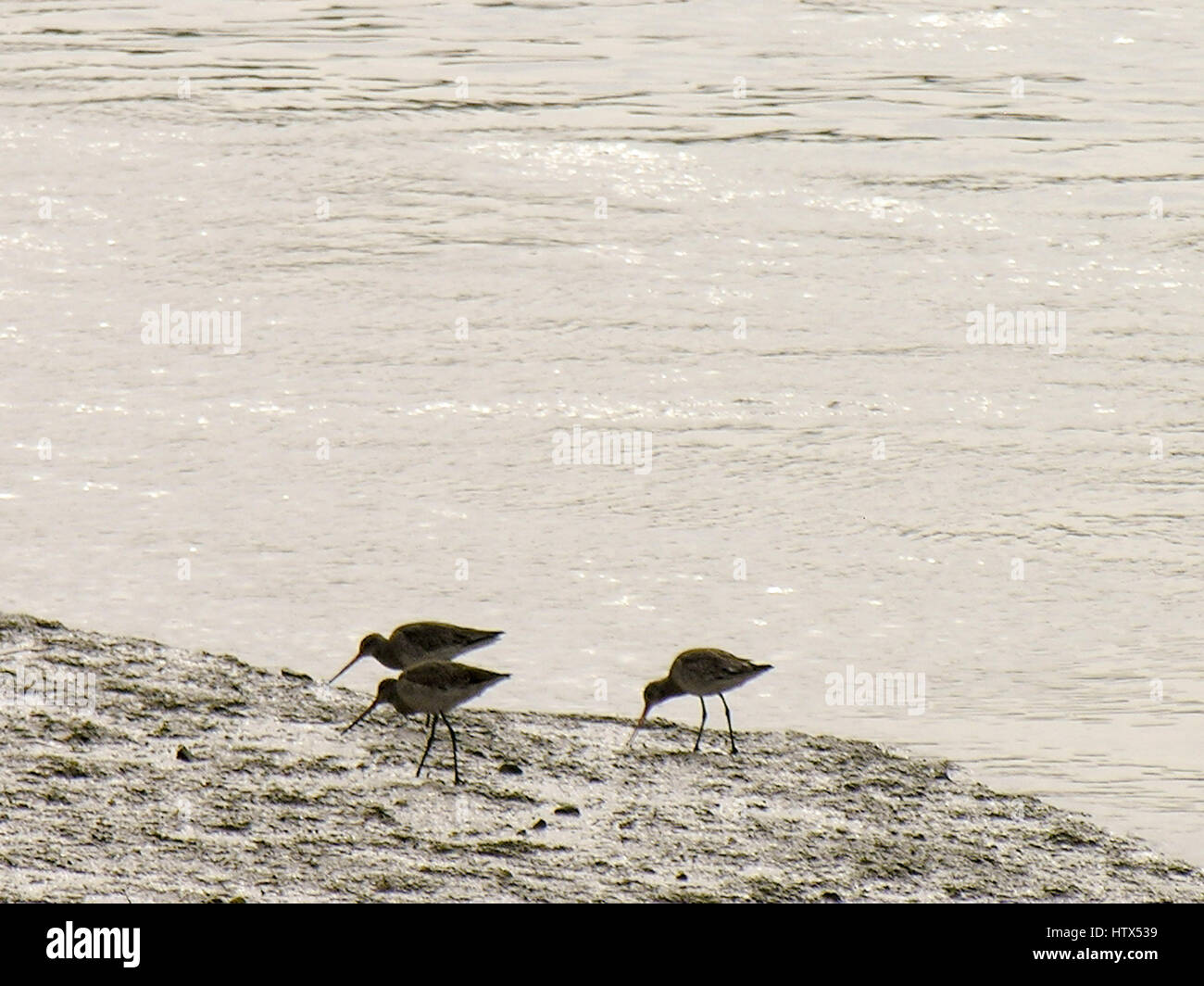 Tre i beccaccini su terreni fangosi del fiume Colne in Mogliano Veneto. Foto Stock