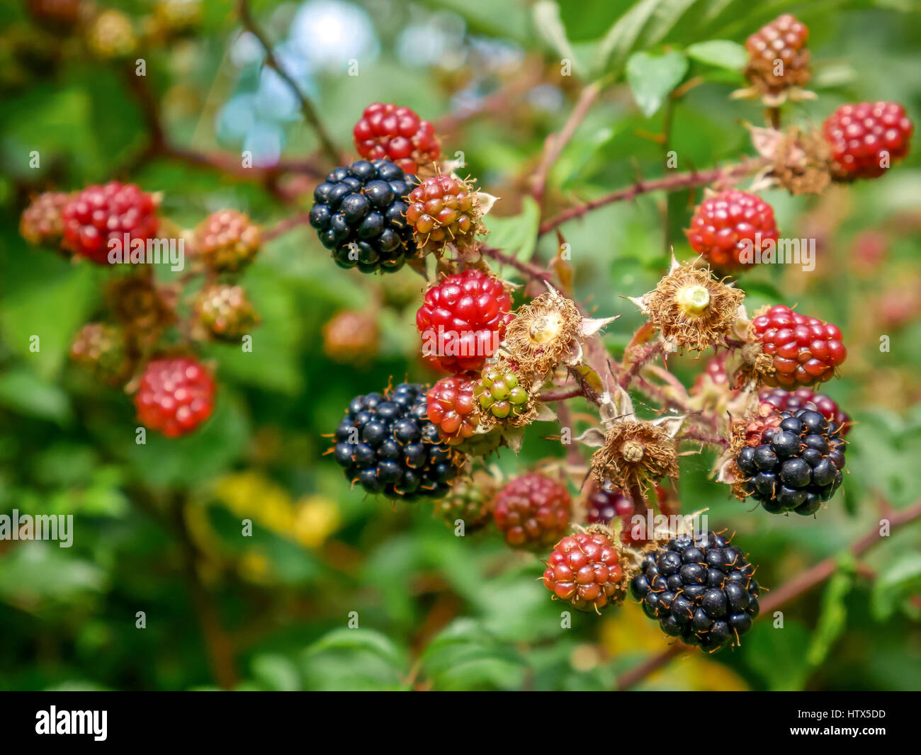 Close up di maturazione rosso e nero di more crescente sulla boccola illuminata dalla luce del sole, East Lothian, Scozia, Regno Unito Foto Stock