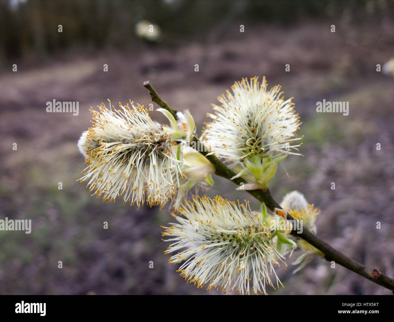 Un close-up di qualche bianco e spinose le teste dei fiori. Foto Stock