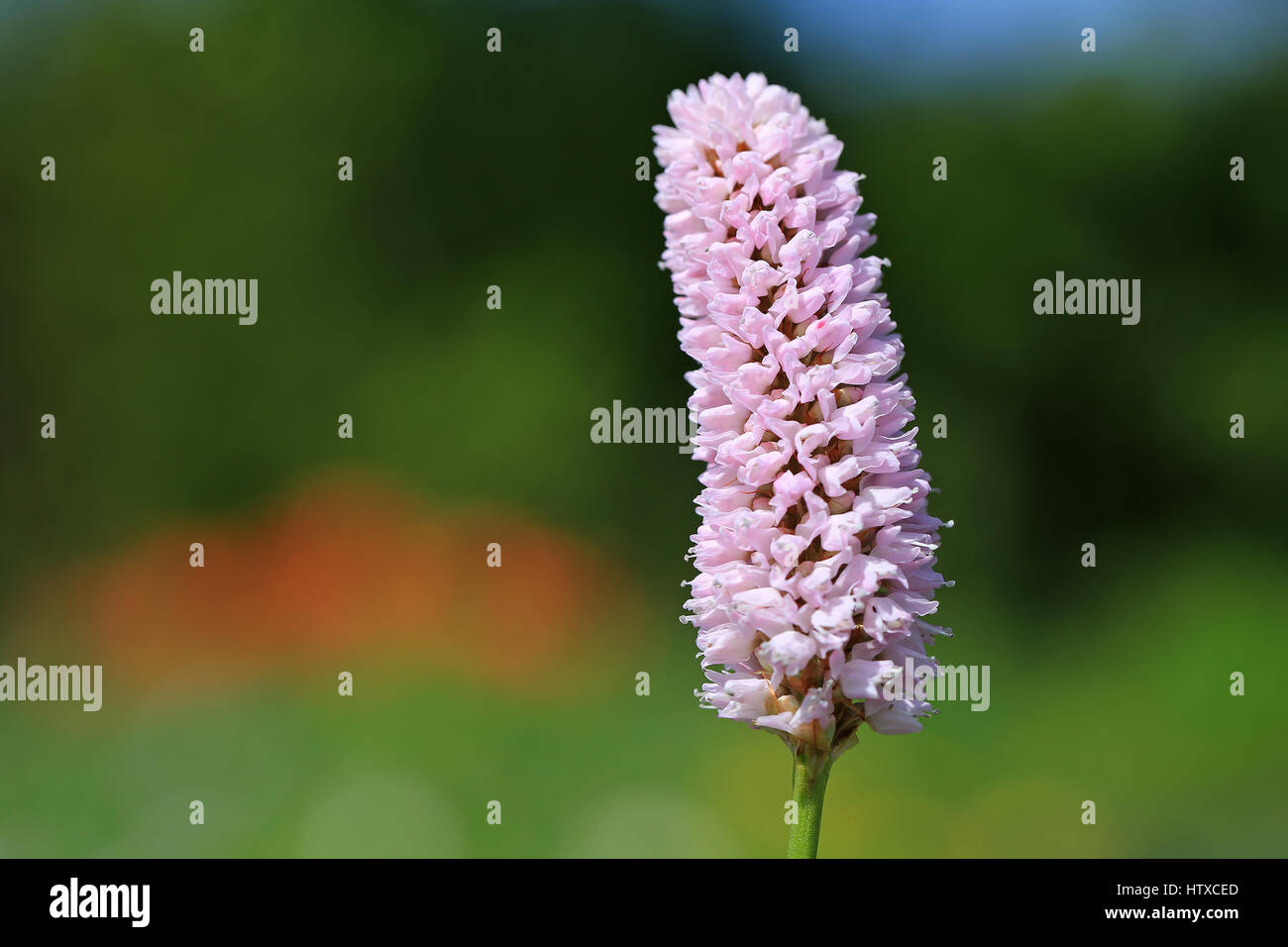 Rosa Persicaria bistorta o Polygonum bistorta fiore vicino fino in giardino a molla, il fuoco selettivo, copia spazio a sinistra. Foto Stock