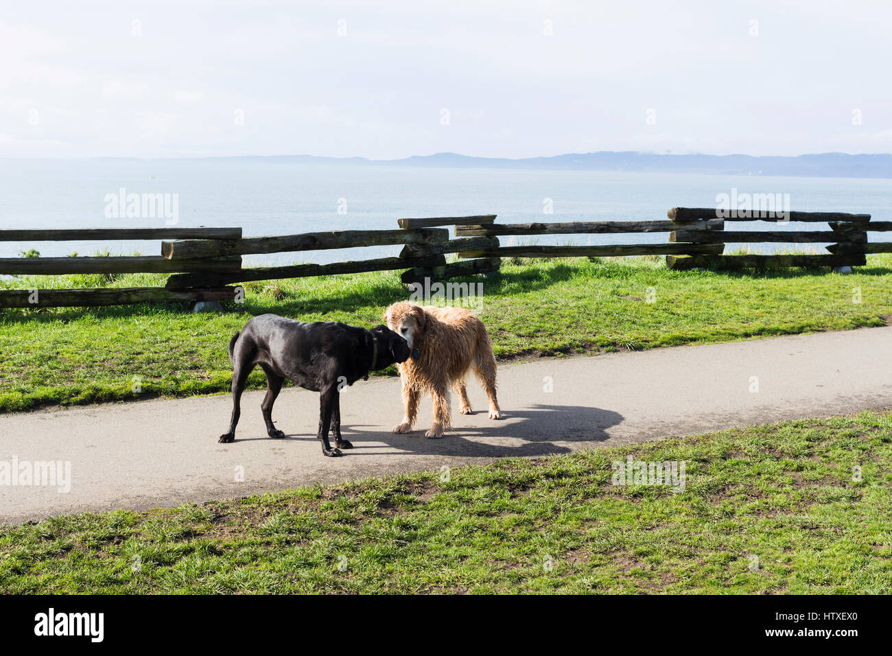 Cani incontro sul percorso. Victoria, BC, Canada Foto Stock