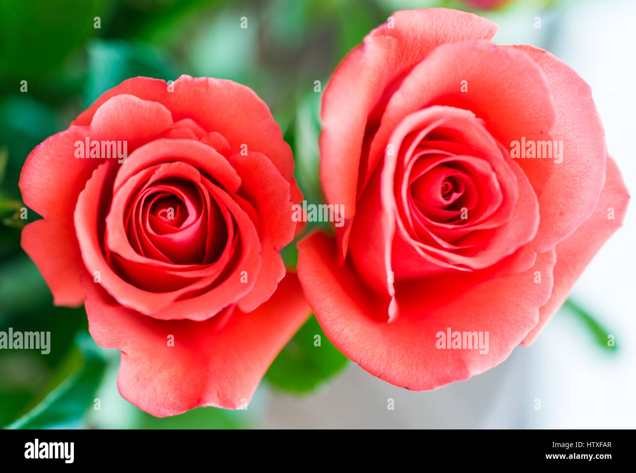 Macro closeup di sommità delle due orange rose rosse Foto Stock