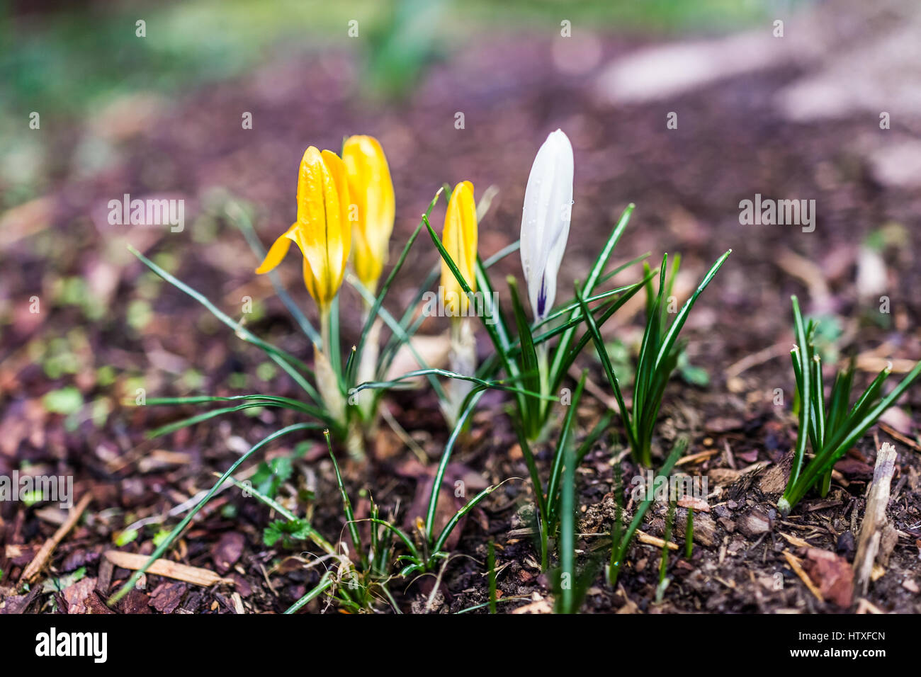 Il bianco e il giallo grande gigante olandese crocus gemme Foto Stock