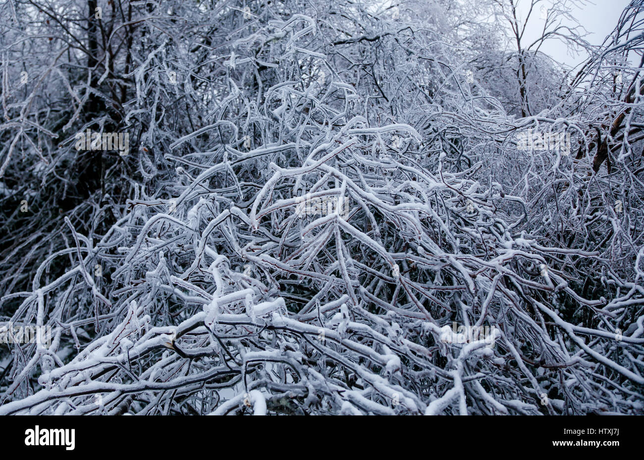 Tempesta di ghiaccio postumi, Irving Natura Park, Saint John New Brunswick Foto Stock