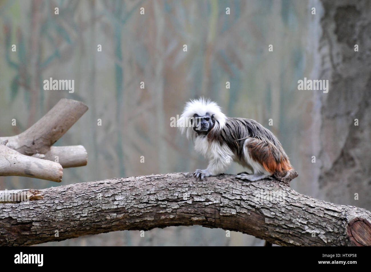 Il cotone-top tamarin (Saguinus oedipus). Uno dei più piccoli primati, il cotone-top tamarin è facilmente riconosciuto dalla bianca lunga cresta sagittale ext Foto Stock