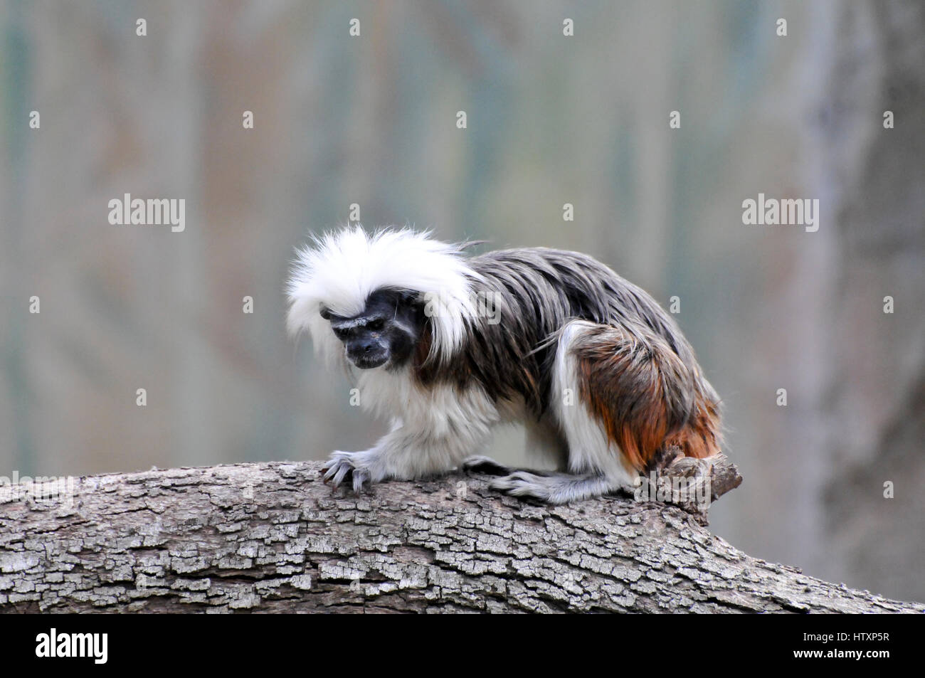 Il cotone-top tamarin (Saguinus oedipus). Uno dei più piccoli primati, il cotone-top tamarin è facilmente riconosciuto dalla bianca lunga cresta sagittale ext Foto Stock