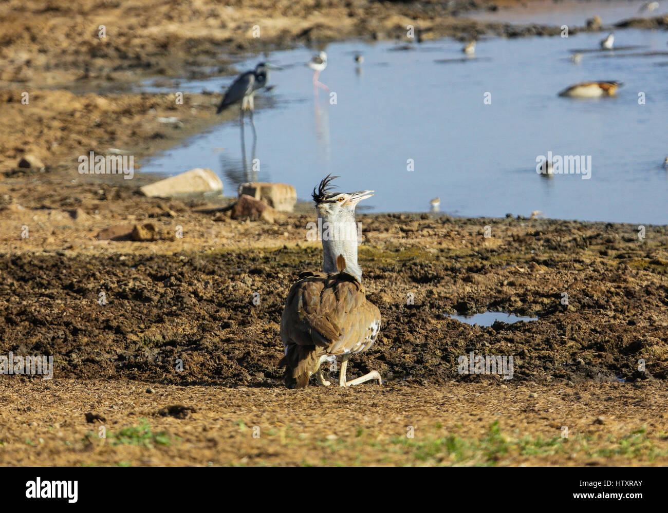 Kori bustard (Ardeotis kori). Tsavo East Park. Kenya. Foto Stock