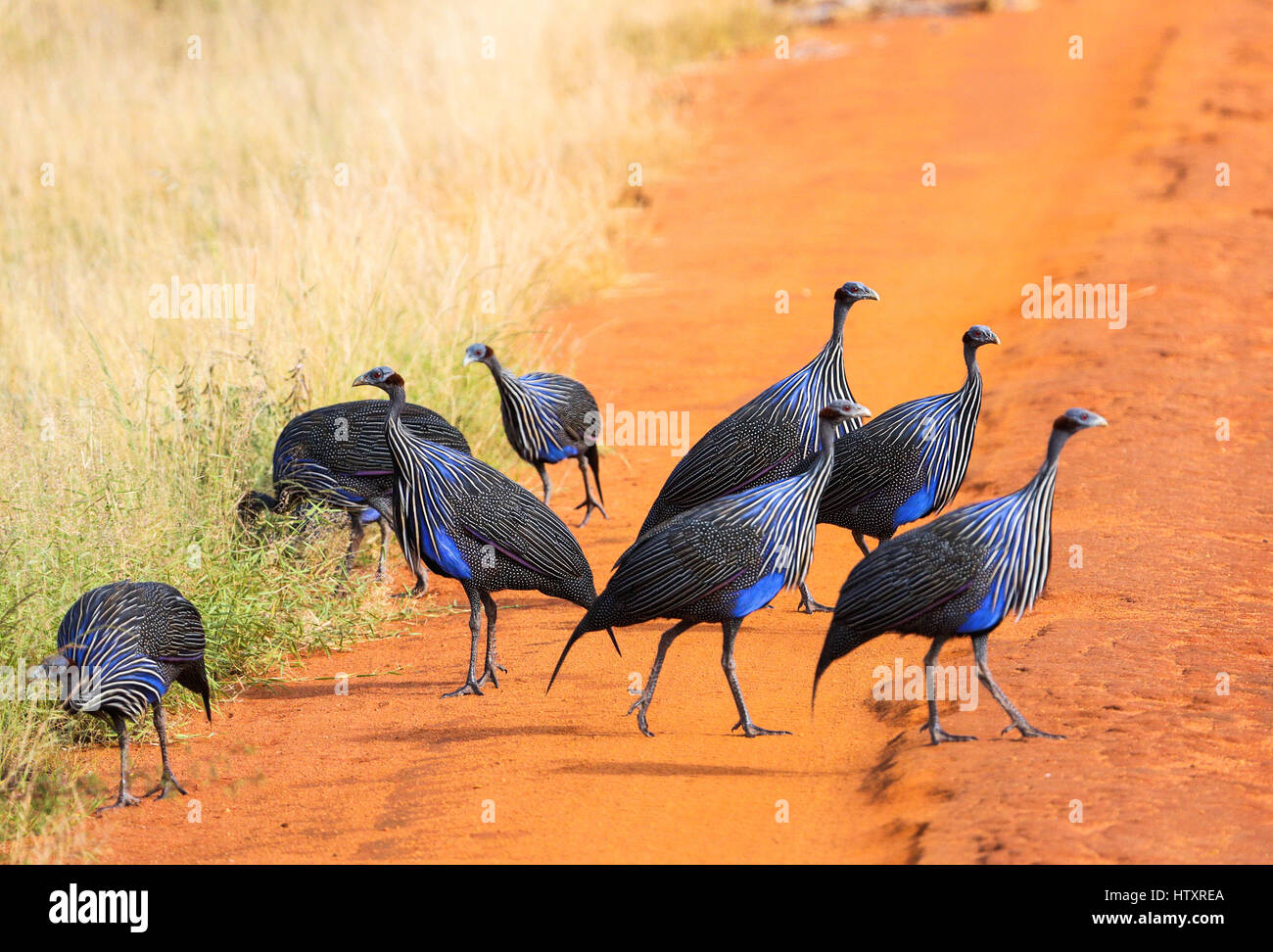 Acryllium vulturinum (Vulturine le faraone). Tsavo East Park. Kenya Foto Stock