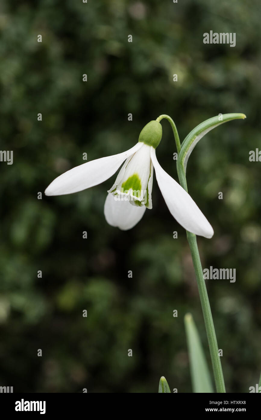 Close up di un singolo fiore di Galanthus magnete Foto Stock