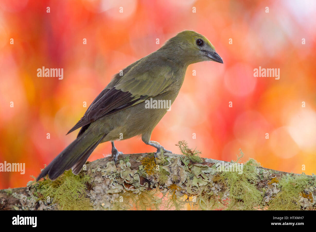 Palm Tanager, una tra le più diffuse e familiare di uccelli degli ambienti umidi foreste di pianura neotropicale, Tolima, Colombia Foto Stock