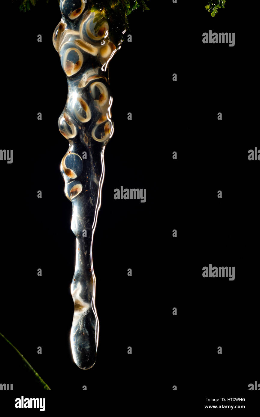 Le uova di Centrolenid solitamente depositati sulle foglie degli alberi o arbusti appesa sopra il acceso l'acqua dei torrenti di montagna. Fresno, Tolima, Colombia Foto Stock