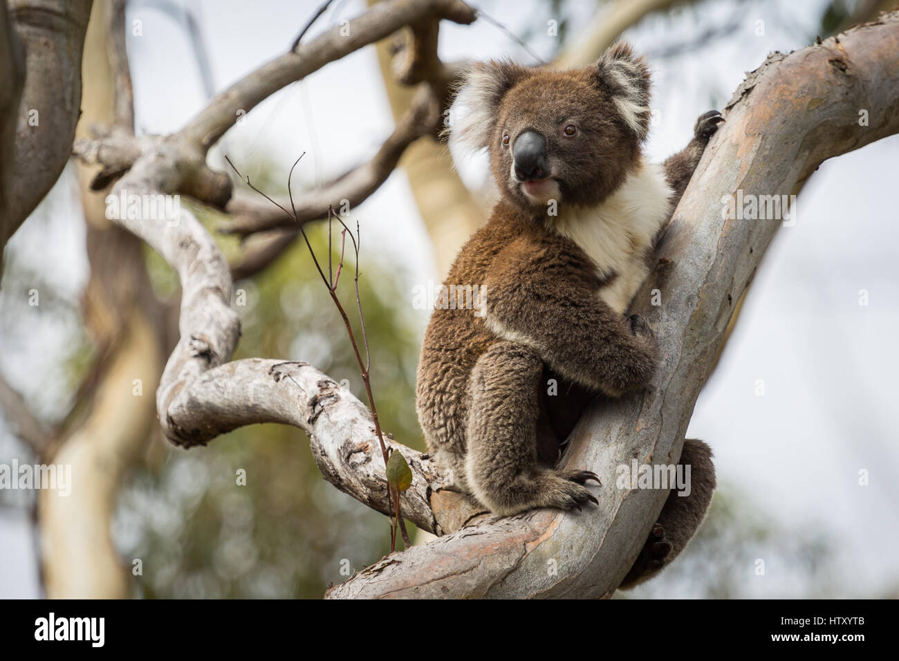 Koala (Phascolarctos cinereus) Foto Stock