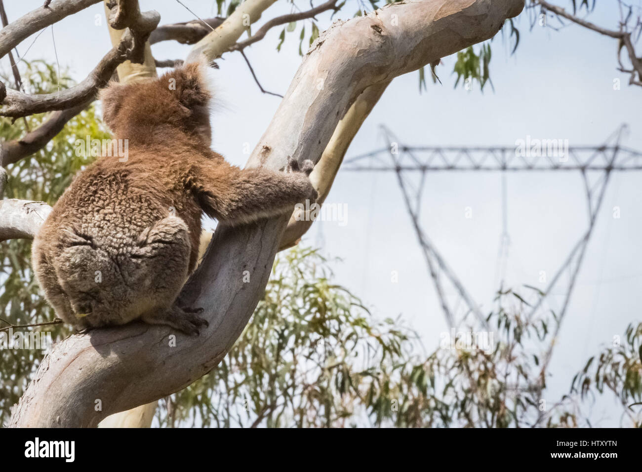 Koala (Phascolarctos cinereus) Foto Stock