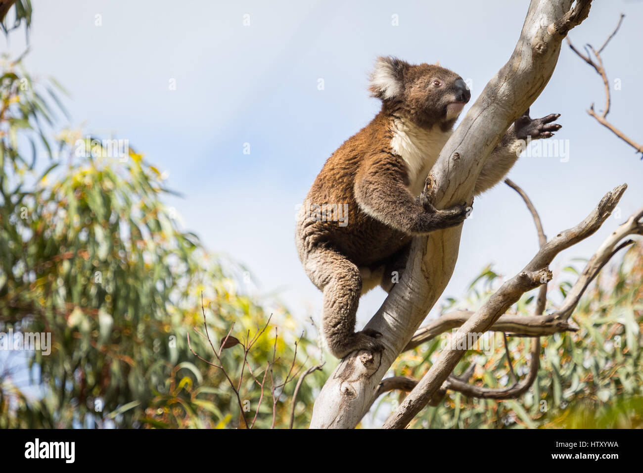 Koala (Phascolarctos cinereus) Foto Stock