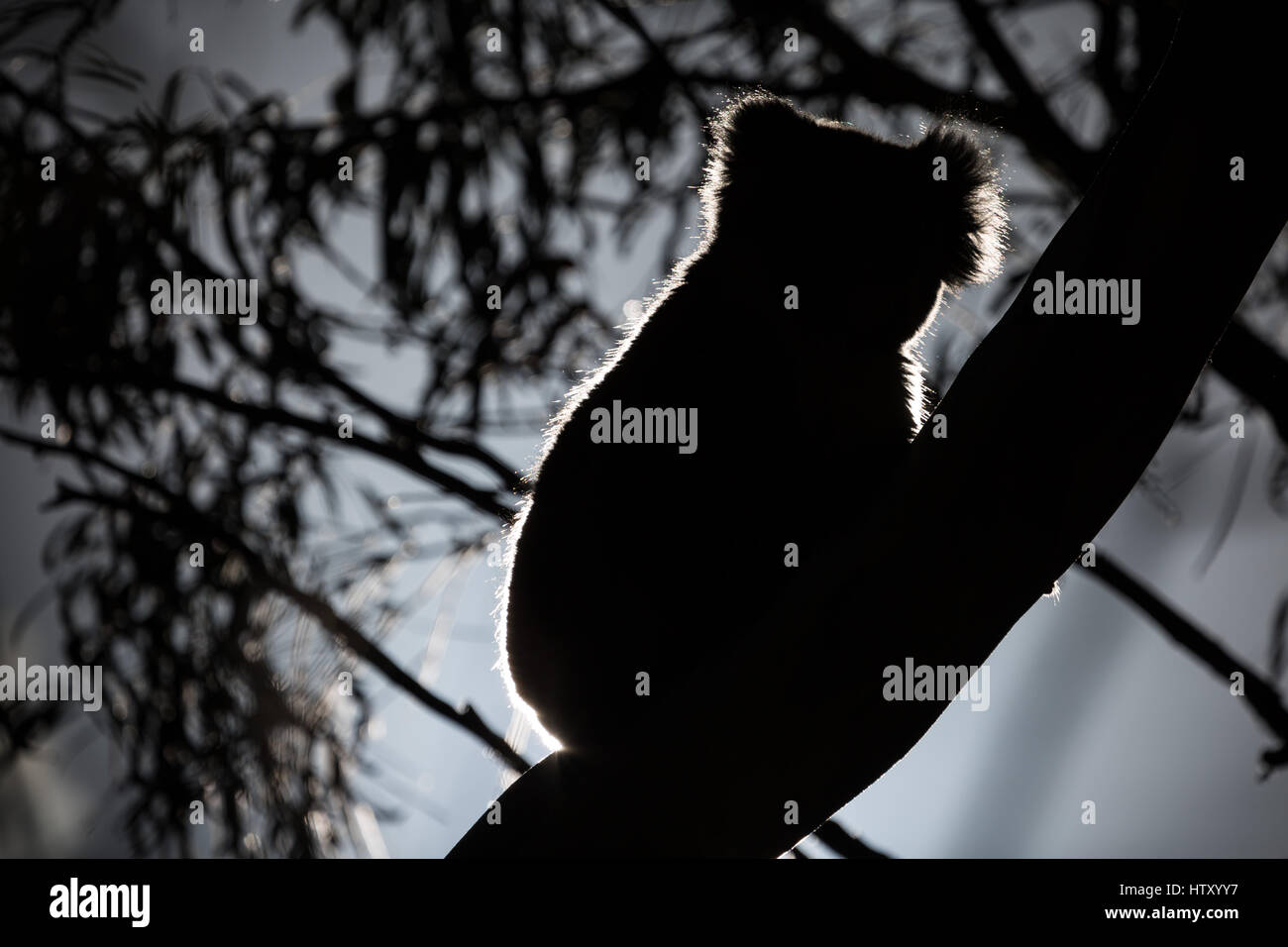 Koala (Phascolarctos cinereus) Foto Stock