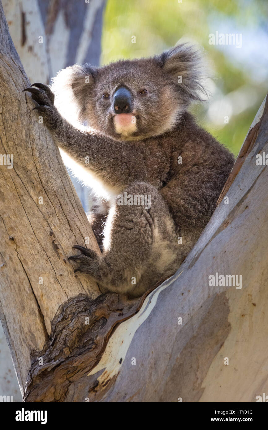 Koala (Phascolarctos cinereus) Foto Stock