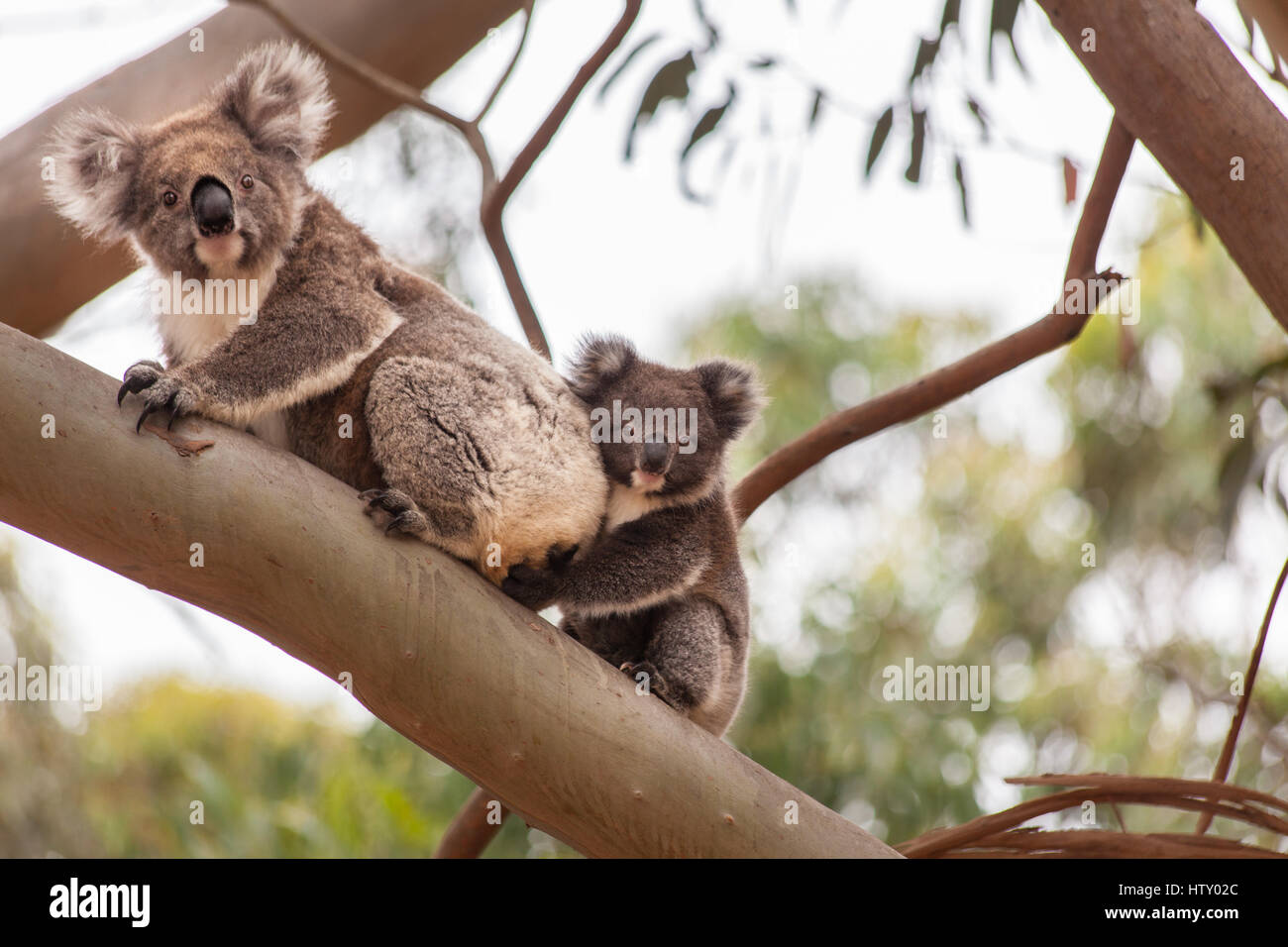 Koala (Phascolarctos cinereus) Foto Stock