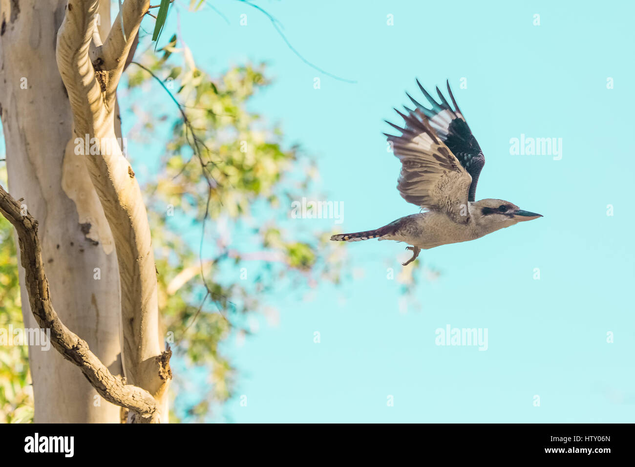 Ridendo Kookaburra - Australia Foto Stock