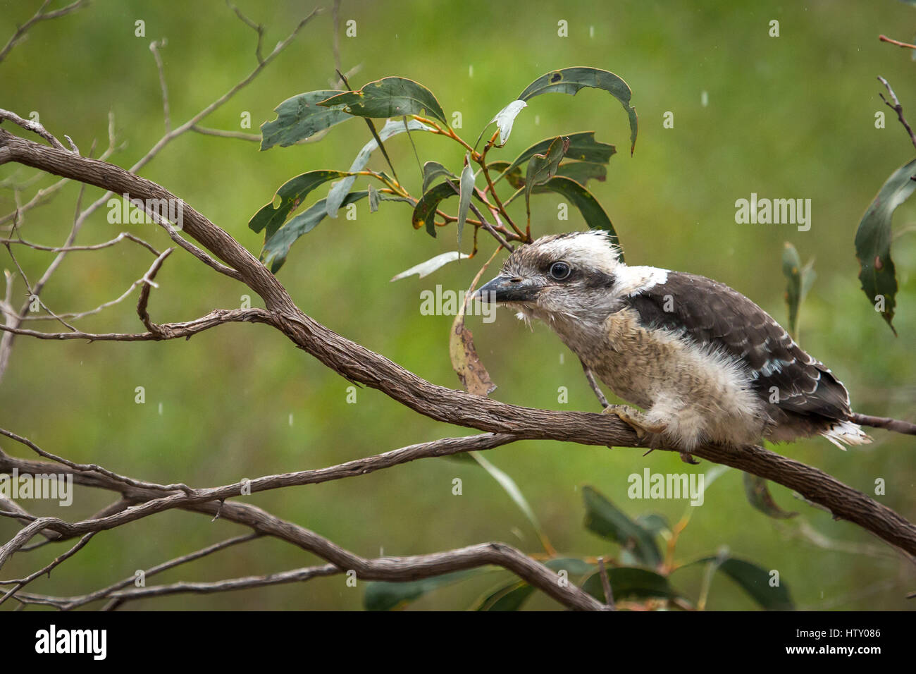 Ridendo Kookaburra - Australia Foto Stock