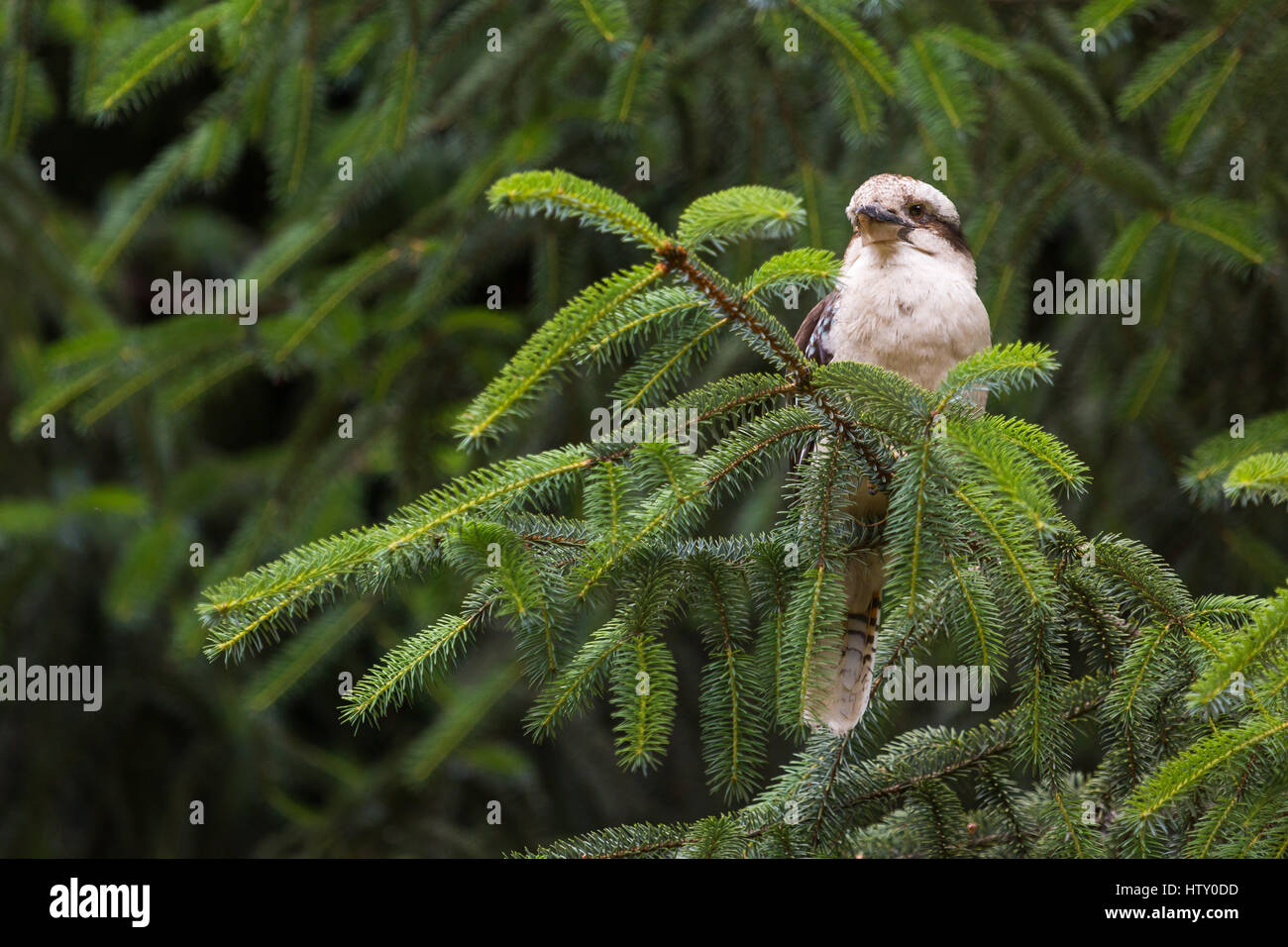 Ridendo Kookaburra - Australia Foto Stock