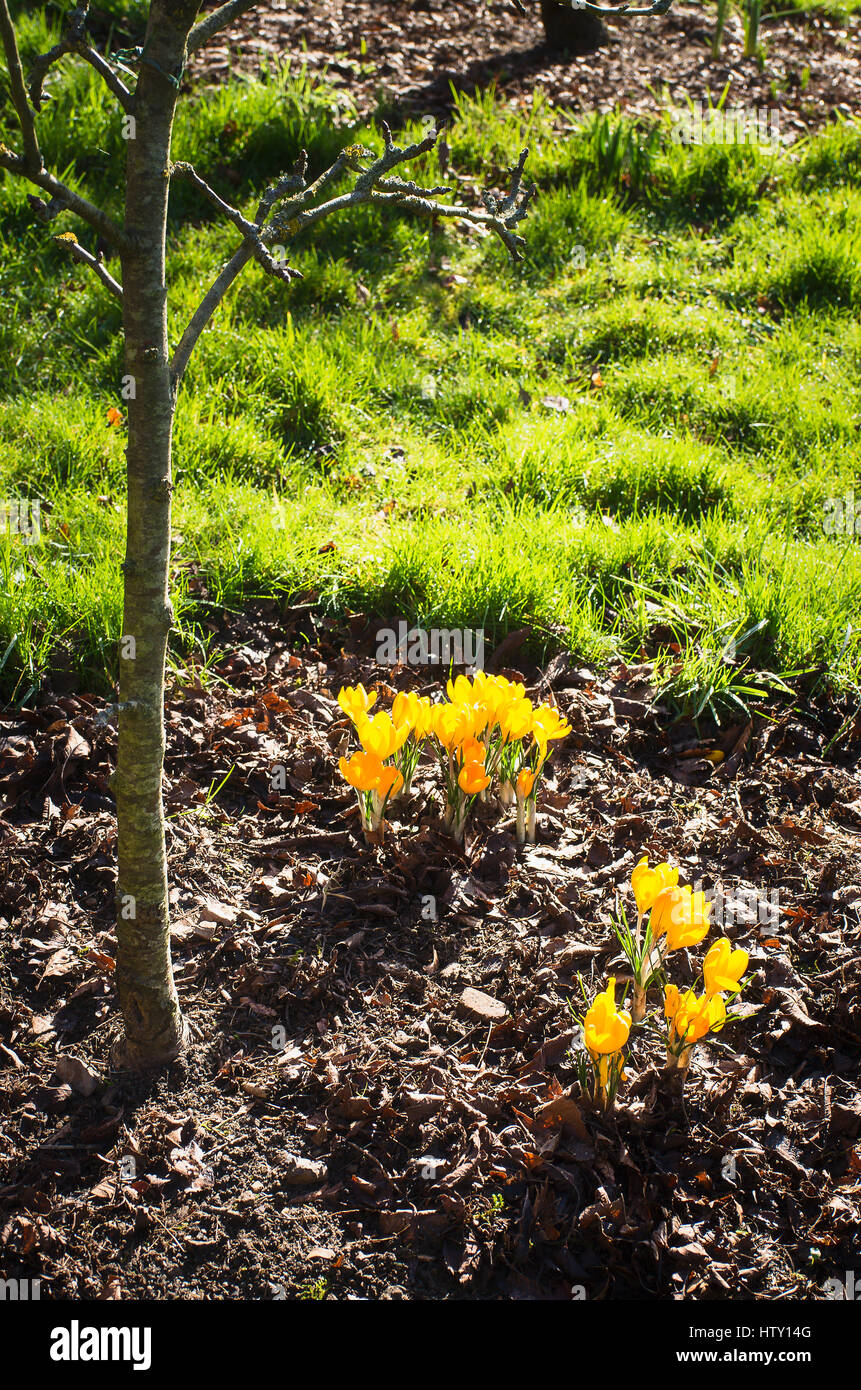 Il giallo di crochi crescita e fioritura in un piccolo giardino in febbraio nel Regno Unito Foto Stock