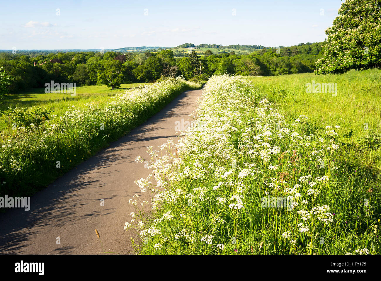Unadopted stretta pista attraverso un verde paesaggio di terreni agricoli in Old Derry Hill Wiltshire, Inghilterra REGNO UNITO Foto Stock