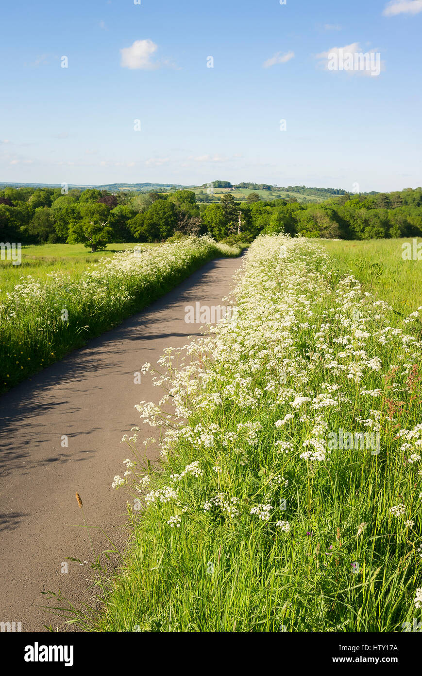 Unadopted stretta pista attraverso un verde paesaggio di terreni agricoli in Old Derry Hill Wiltshire, Inghilterra REGNO UNITO Foto Stock