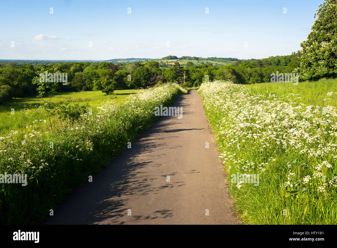 Unadopted stretta pista attraverso un verde paesaggio di terreni agricoli in Old Derry Hill Wiltshire, Inghilterra REGNO UNITO Foto Stock