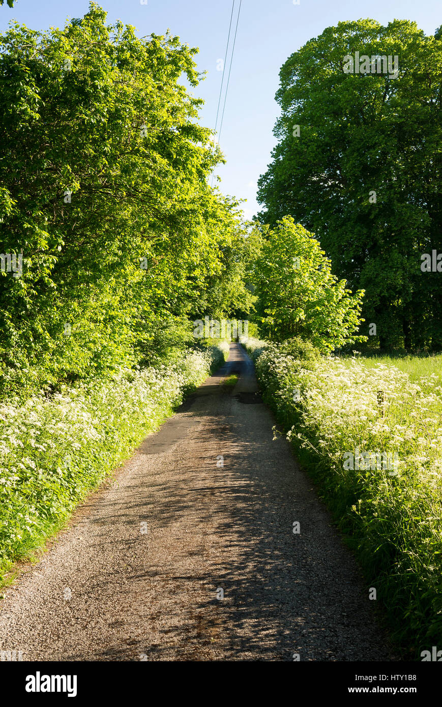 Unadopted stretta pista attraverso un verde paesaggio di terreni agricoli in Old Derry Hill Wiltshire, Inghilterra REGNO UNITO Foto Stock