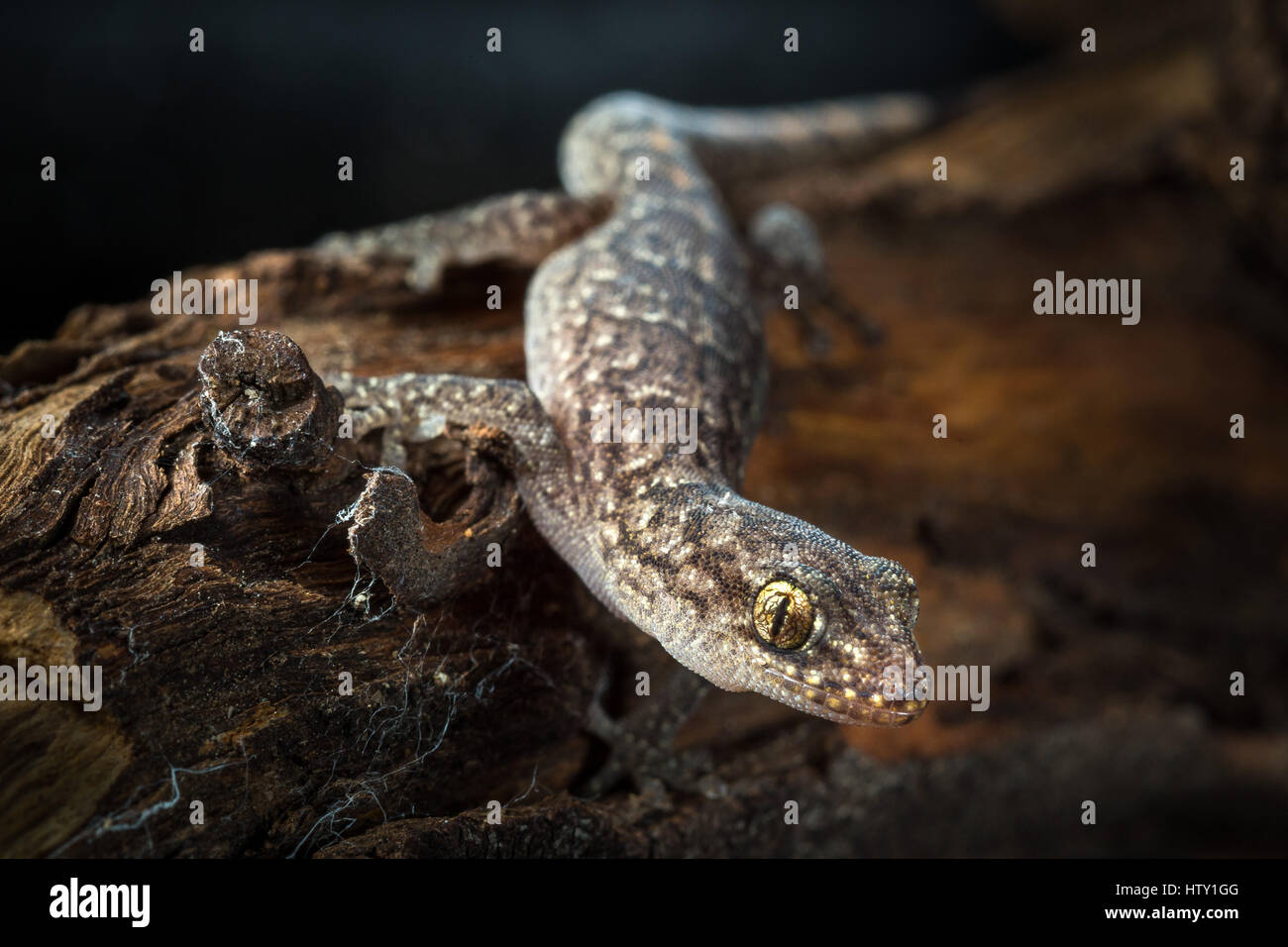 In marmo (Gecko Christinus marmoratus) Foto Stock