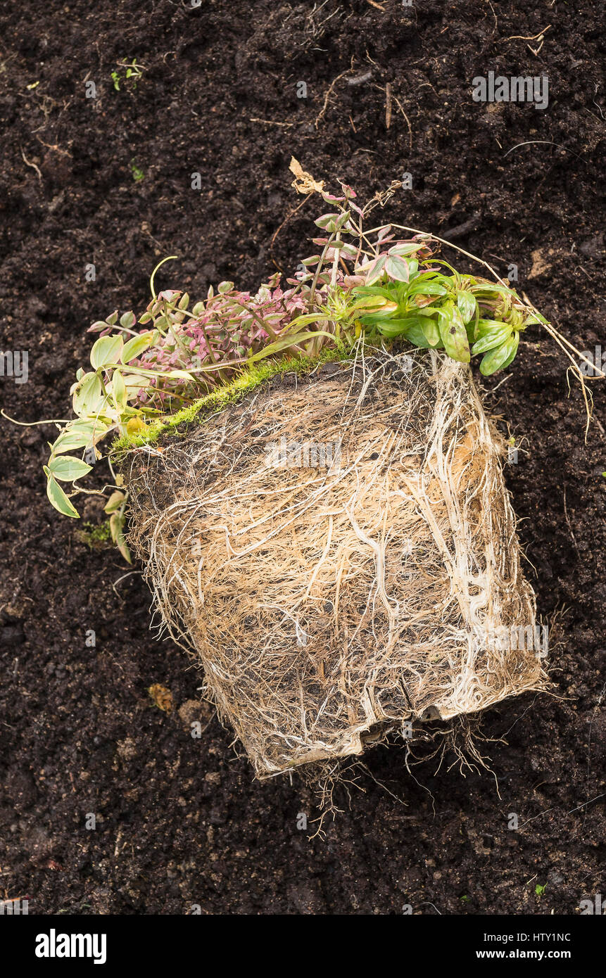 Un overwintered piccola pianta perenne che mostra una sommità di muschio e la sua radice potbound sistema e hanno un urgente bisogno di repotting o fuori di biancheria da letto Foto Stock