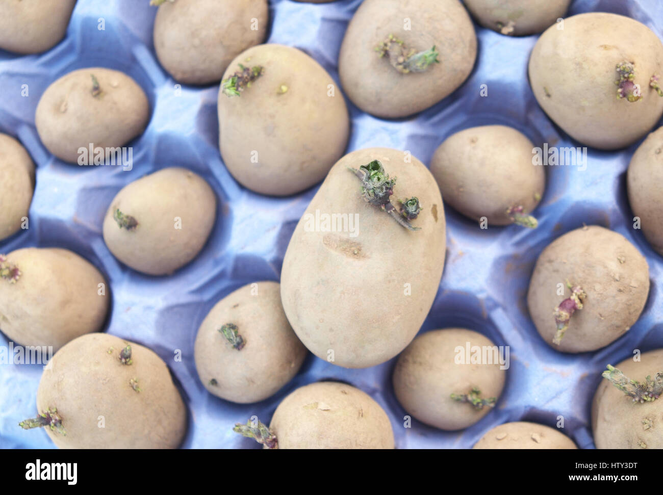 Patate da semina Patate chitting varietà Winston in un uovo scatola vassoio Foto Stock
