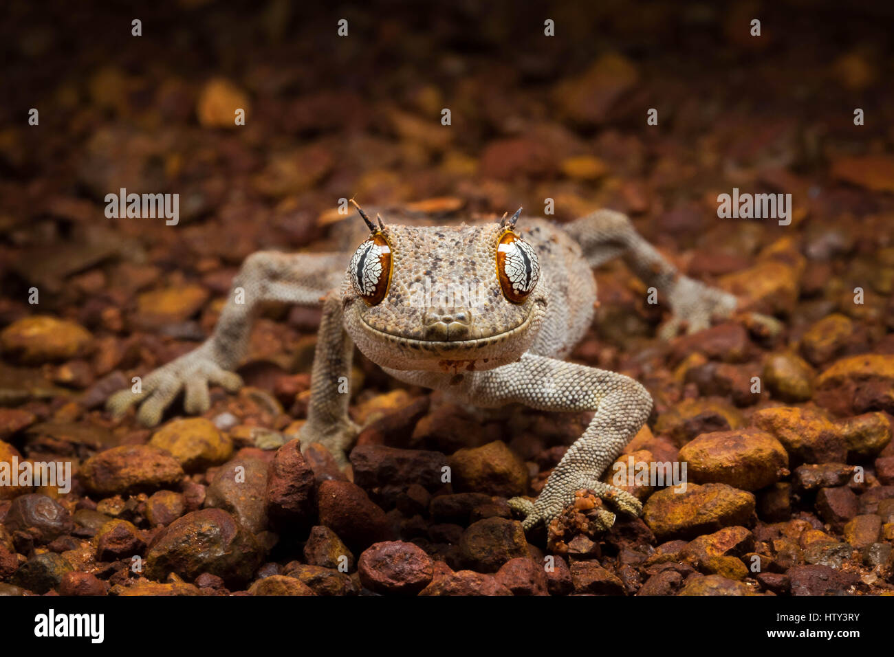Frilled-collo Lizard (Chlamydosaurus kingii) Foto Stock
