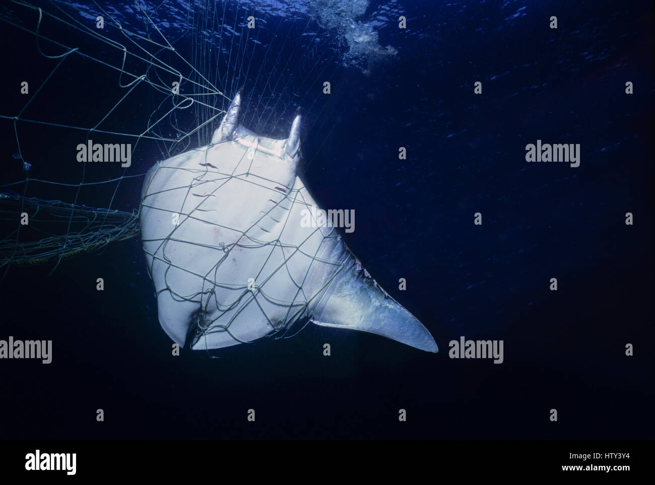Manta Ray (Manta birostris) catturati in reti da imbrocco; Huatabampo, Messico, Mare di Cortez, Oceano Pacifico. Immagine manipolata digitalmente. Foto Stock
