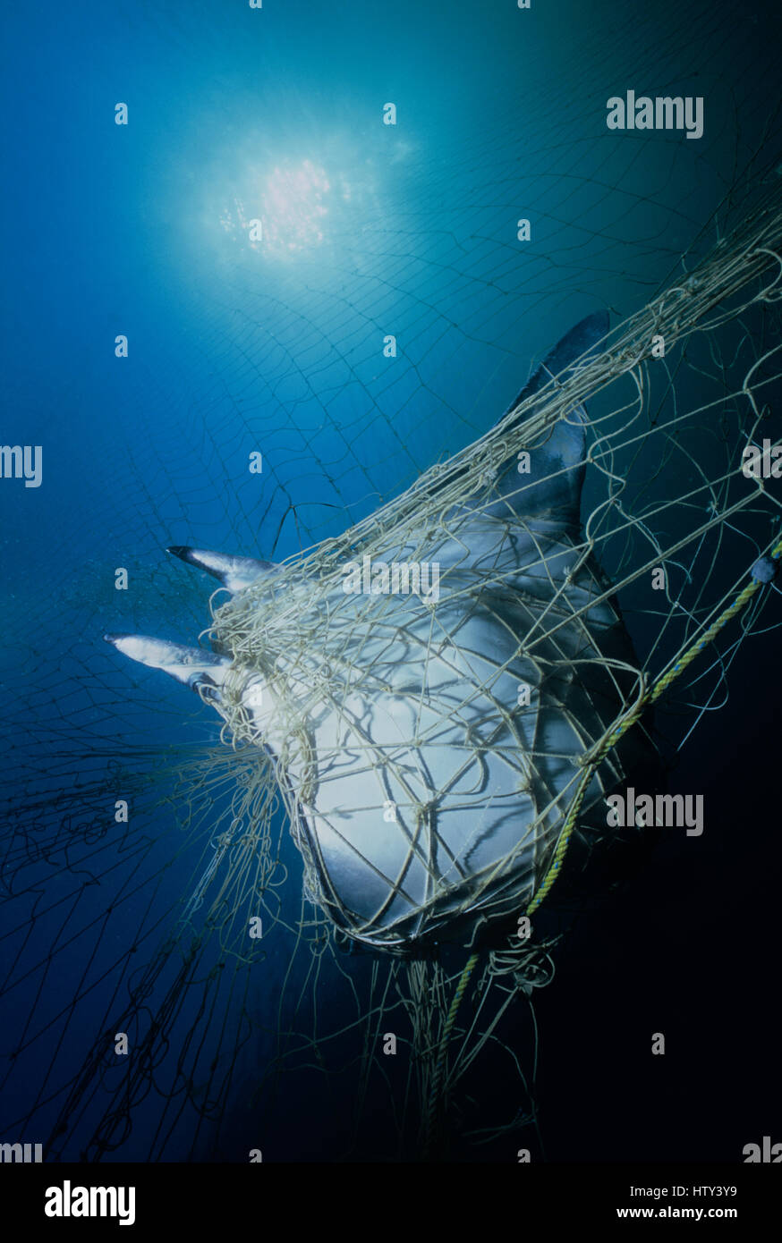 Manta Ray (Manta birostris) catturati in gill net. Huatabampo, Messico, Mare di Cortez, Oceano Pacifico. Immagine manipolata digitalmente. Foto Stock