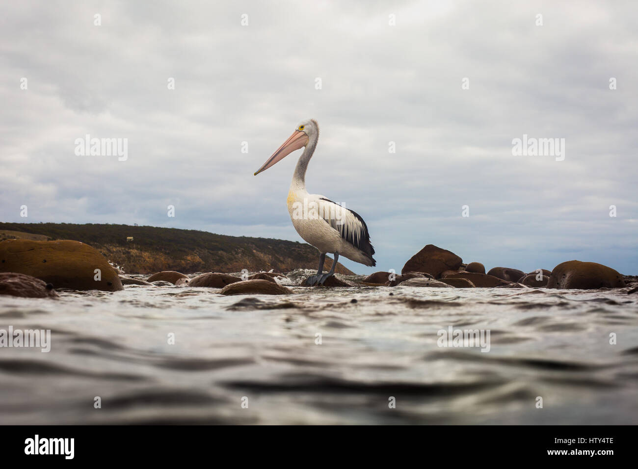 Pellicano (Pelecanus conspicillatus) Foto Stock