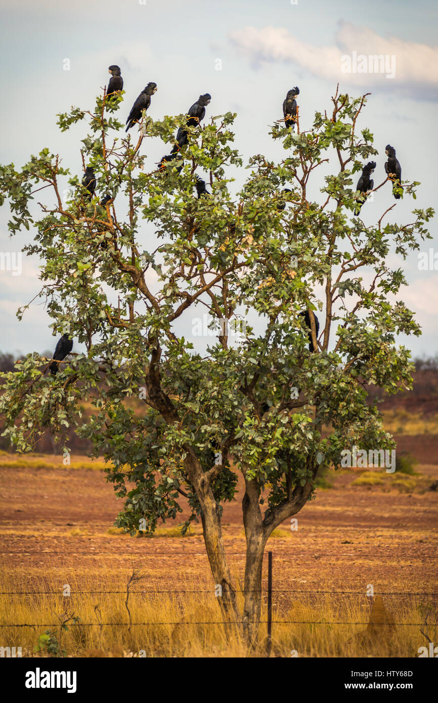 Red-tailed Black-cacatua Foto Stock