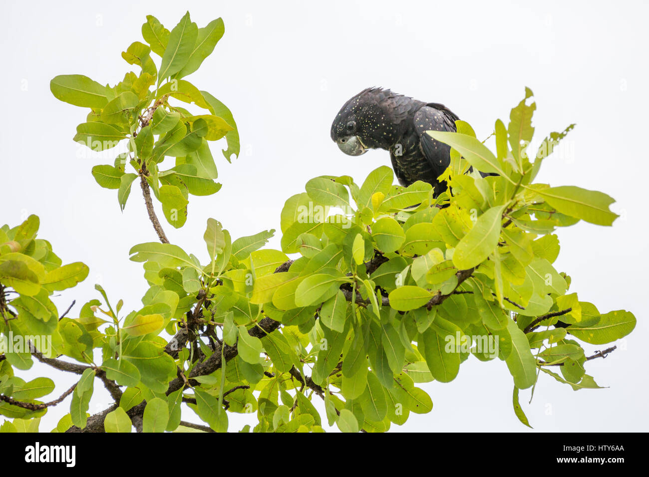 Red-tailed Black-cacatua Foto Stock