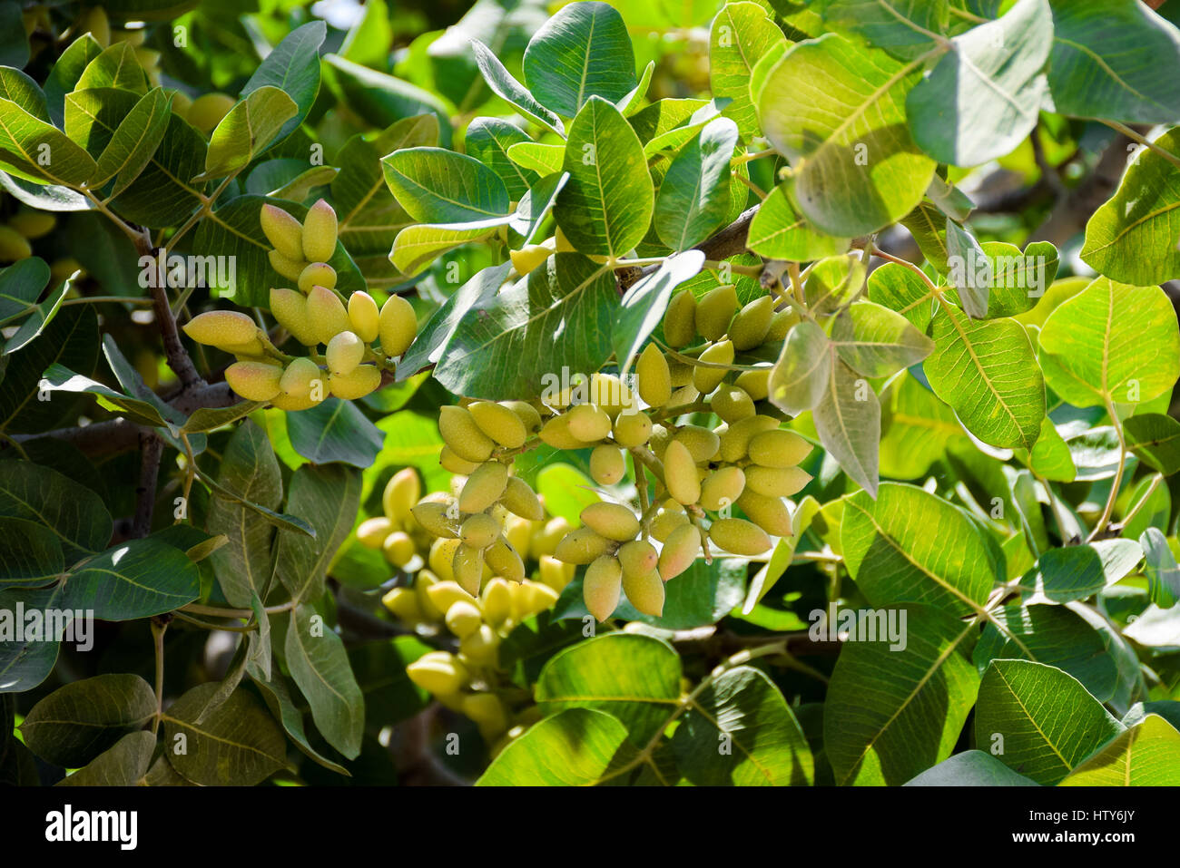 Close up mazzetto di verde pistacchio gusci su alberi di pistacchio Foto Stock