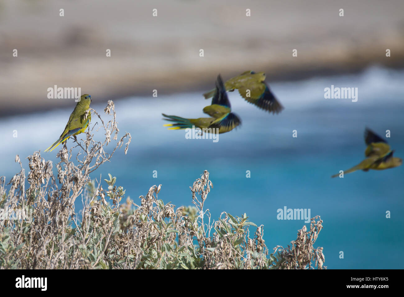 Rock Parrot (neophema petrophila) Foto Stock