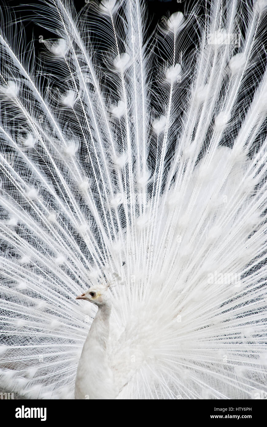 Leucistic peafowl indiano Foto Stock