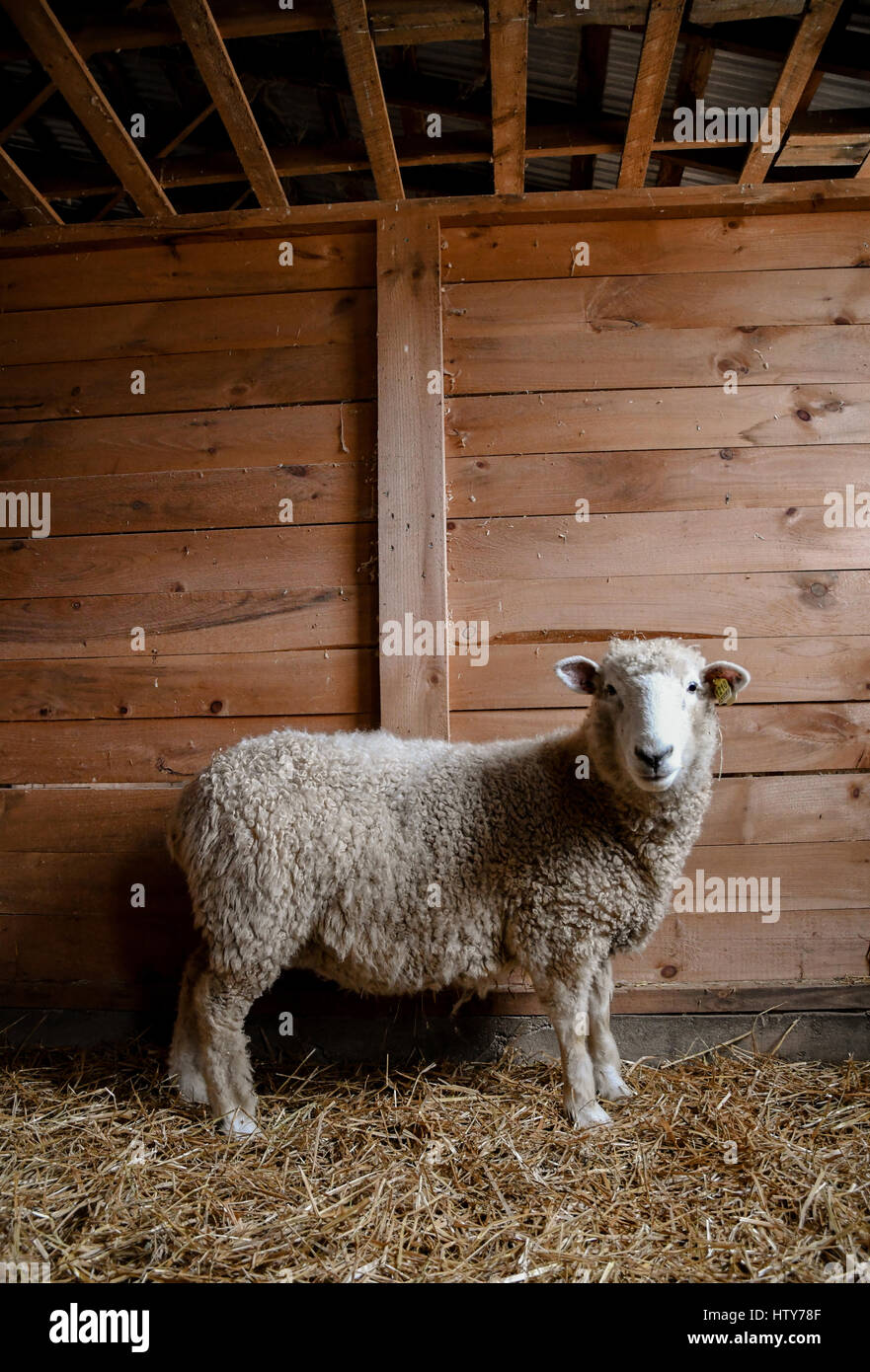 Una femmina di pecore da soli in un granaio Foto Stock