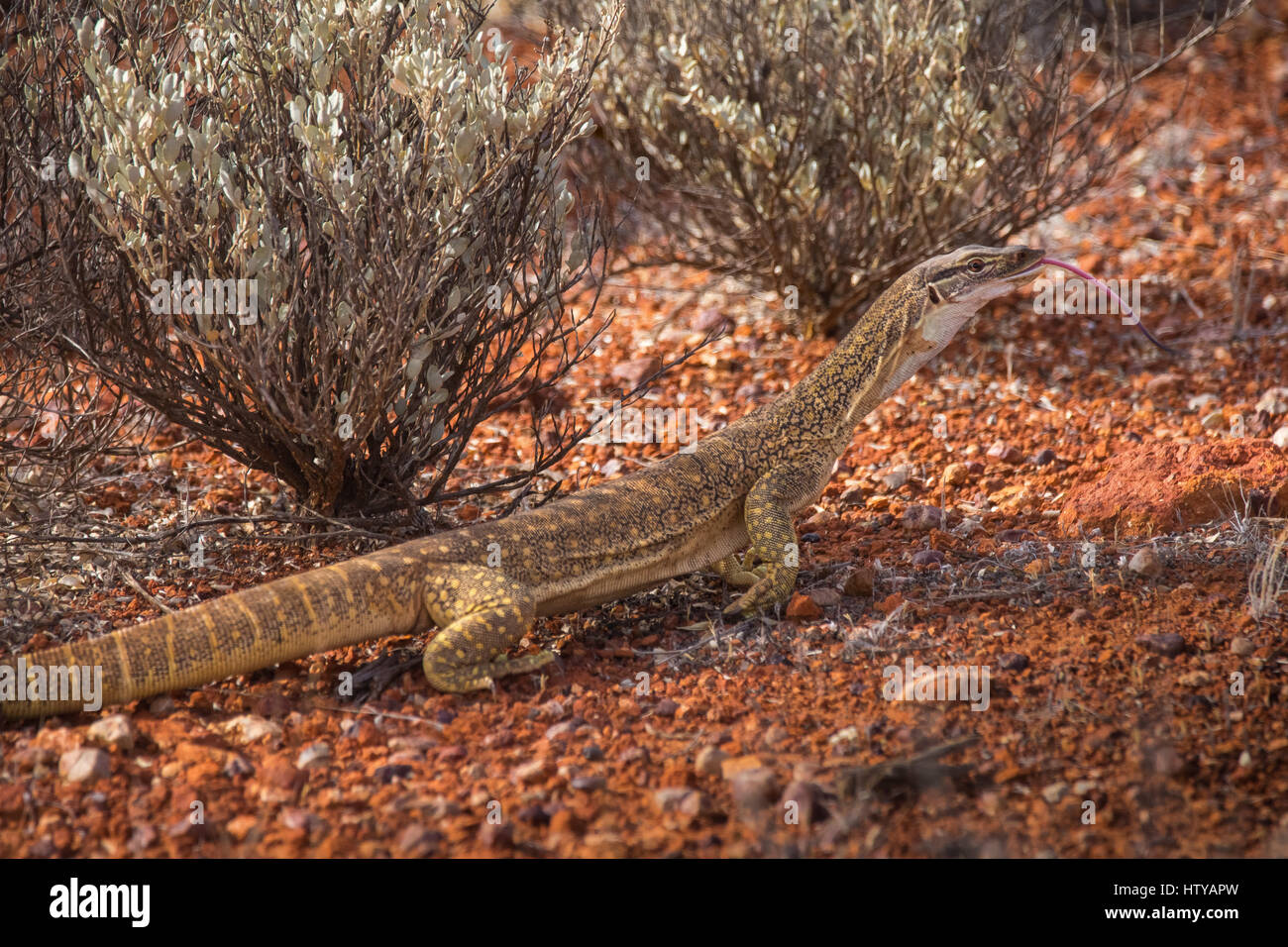 Sabbia Goanna (Varanus gouldii) Foto Stock