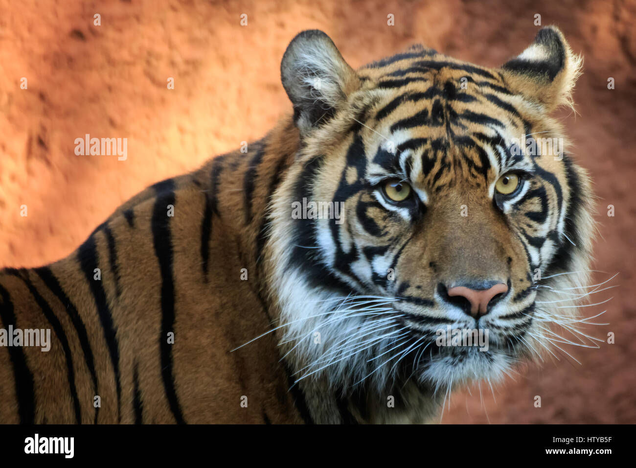 Un ritratto di una tigre di Sumatra in uno zoo. Foto Stock